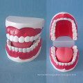 Nursing Care 32 Small Size Teeth Model for Teaching